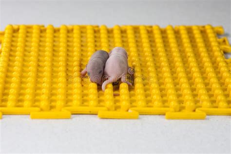 Little Baby Rats are Sleeping. a Family of Newborn Mice Stock Photo ...