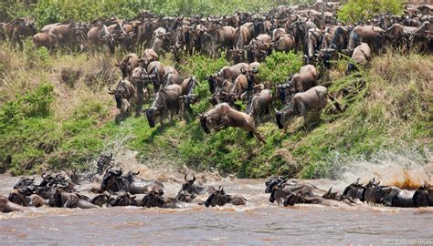 Blue Wildebeest + Tanzania | Photos Pictures Images