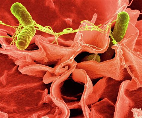 Salmonella Typhimurium Bacteria Photograph by Ami Images - Pixels