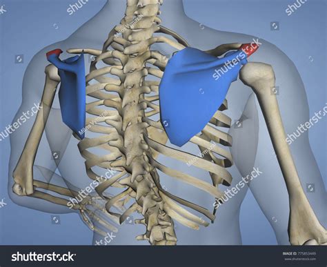 Acromion Scapula Mskelscapulaacromion 5 3d Model Stock Illustration 775853449 Shutterstock