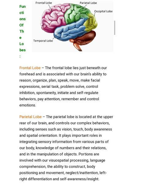 SOLUTION: The structure and the functions of human brain - Studypool