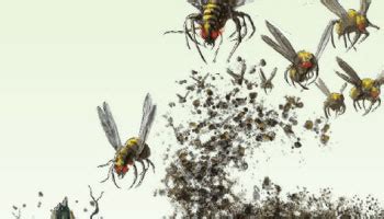 Swarm Of Insects