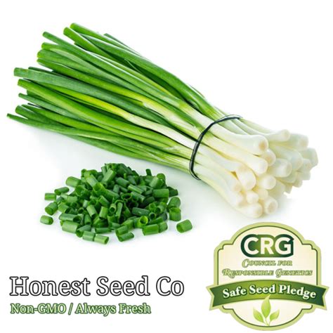 Evergreen White Bunching Onion Seeds Honest Seed Co