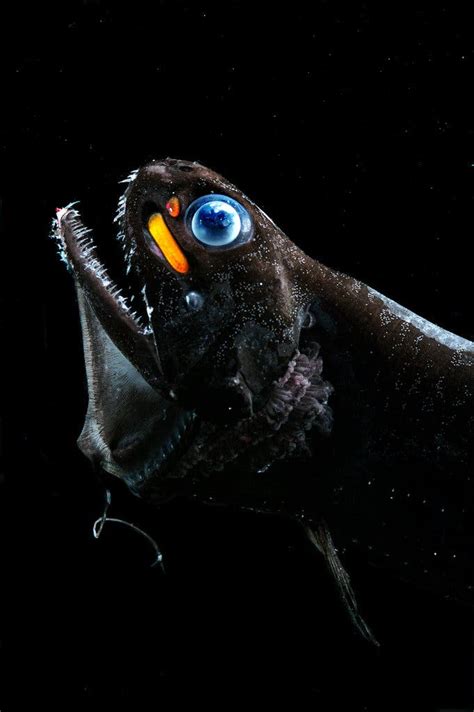 A Pollution Fight Powered By Bioluminescent Sea Creatures The New