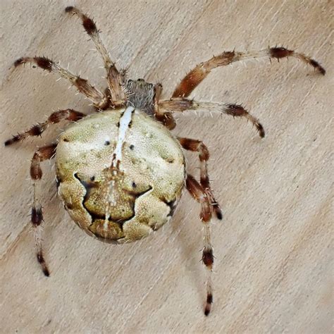 araneus gemma     pacific northwest