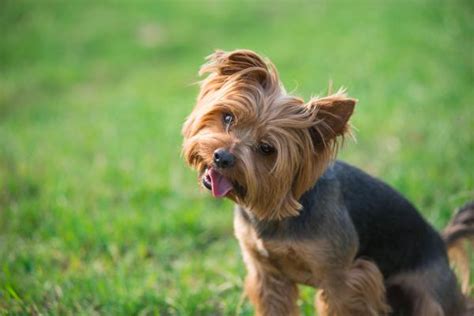 Los 16 mejores perros de compañía Fotos