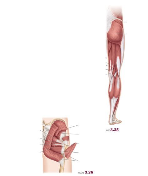 Lab 7 Skeletal Muscles Acting On The Hip Thigh Diagram Quizlet