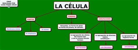 Aprendiendo En La Escuela PÚblica La Célula Partes Y Esquema