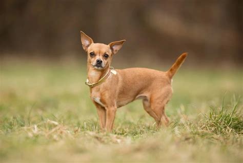 chihuahua dogs breed facts information  advice petshomes