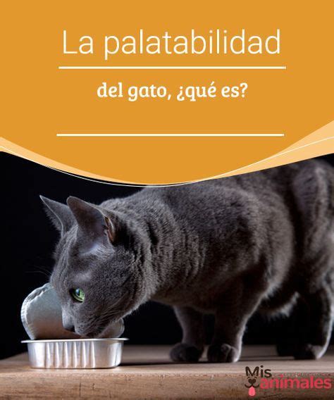 Cual Es La Enfermedad Del Gato Arcon