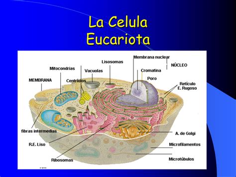 Celula Eucariota