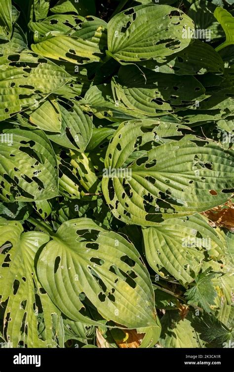 Slug Damage Hosta Plants Hi Res Stock Photography And Images Alamy