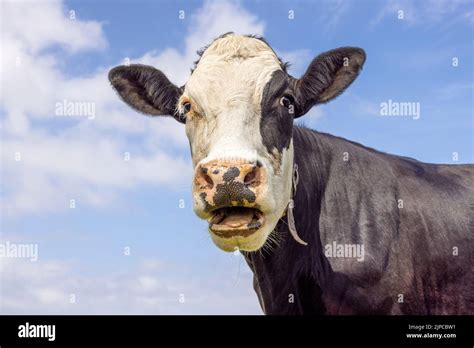 Funny Portrait Of A Mooing Cow Mouth Open The Head Of A Black And