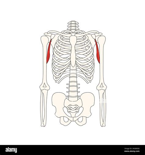 Human Anatomy Drawing Coracobrachialis Muscle Stock Photo Alamy