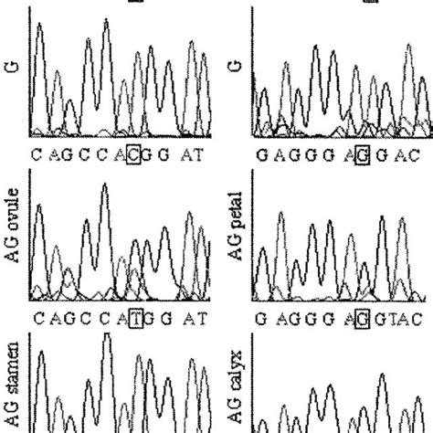 Sequencing Chromatograms Shown Are Sample Download Scientific Diagram