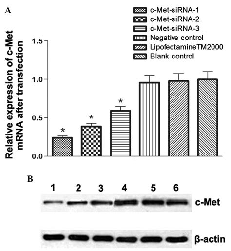 Downregulation Of C Met Expression Does Not Enhance The Sensitivity Of