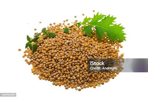 Mustard Seeds Stock Photo Download Image Now Backgrounds Close Up