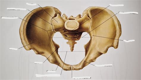 Pelvis Diagram Quizlet