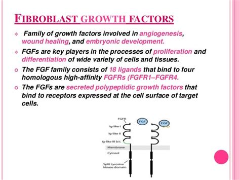 Fibroblast growth factors