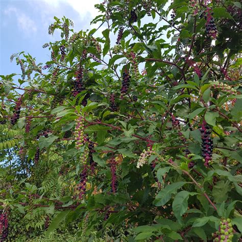 Elderberry vs Pokeweed: Identification + Differences - ALONG THE MEADOW