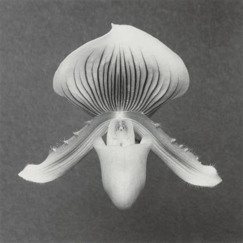 Robert Mapplethorpe Orchid 1988 Photographies Photographs