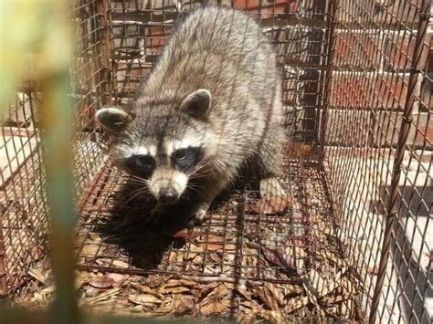 Pet Raccoon For Sale Oklahoma Edusvetgobgt