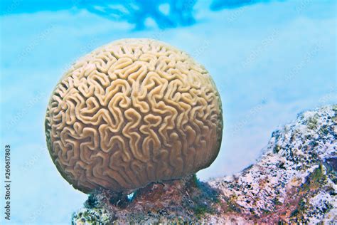 Brain Coral Diploria Labyrinthiformis On A Reef Of The Caribbean