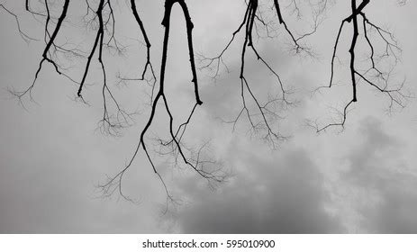 Naked Branches Tree Grey Sky Clouds Stock Photo Shutterstock