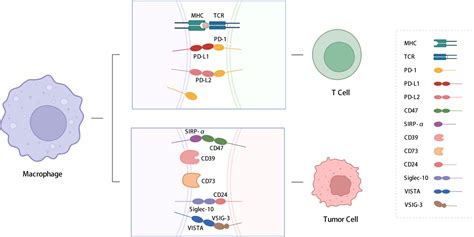 Frontiers Targeting Immune Checkpoints On Tumor Associated