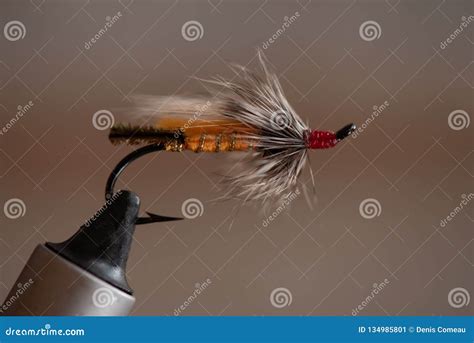 Tying A Classic Salmon Wet Fly Rusty Rat Stock Image Image Of