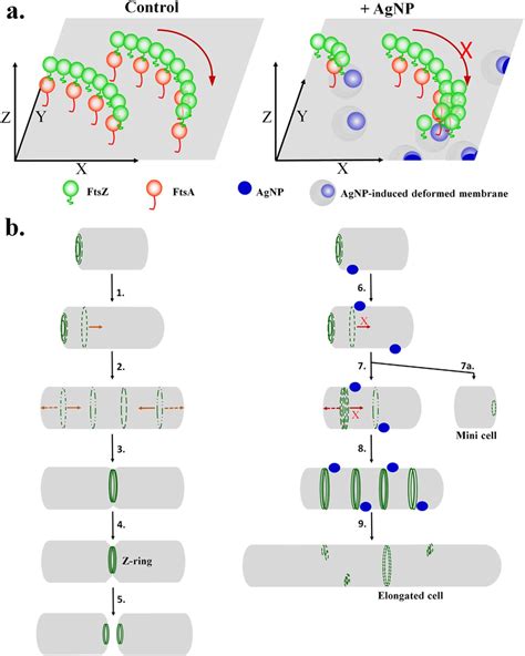 A Schematic Model Demonstrating The Plausible Molecular Mechanism Of