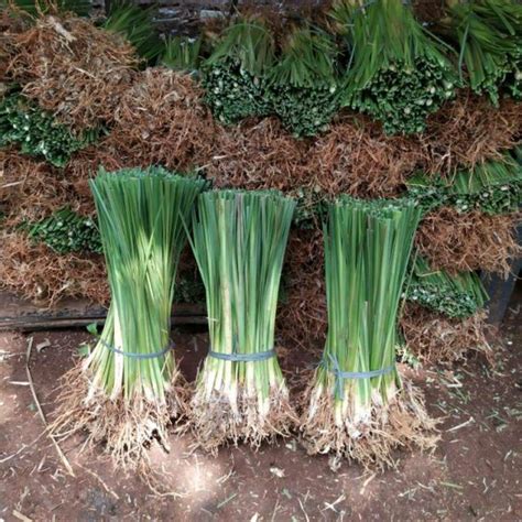 Jual Promo Termurah 200 Batang Rumput Vetiver Akar Wangi Penahan Erosi