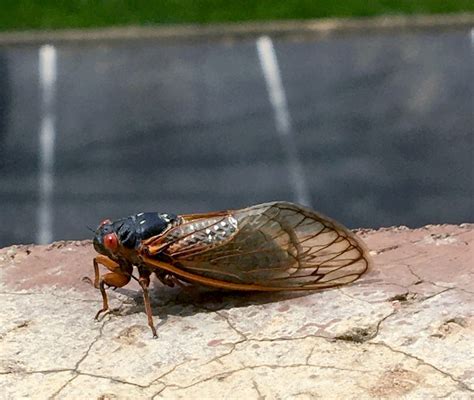 Cicadas Wisconsin Pronunciation Myrta Hyacintha