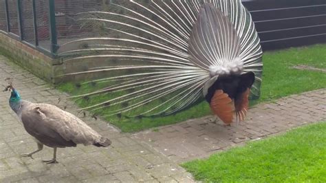 Parende Pauwen Op De Kinderboerderij Youtube