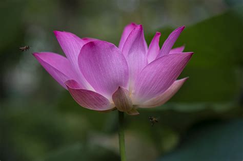 Lotus Blomma Rosa Gratis foto på Pixabay Pixabay