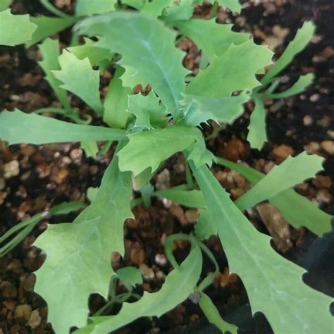 Breithorniger Stachelmohn Argemone Platyceras Bio Saatgut