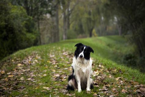 #787838 Dogs, Collie, Grass, Old English Sheepdog - Rare Gallery HD