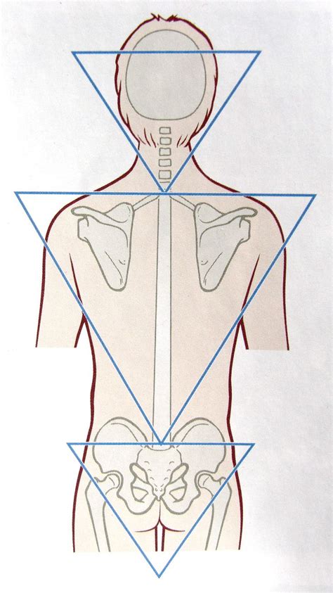 Notes on Anatomy and Physiology: Function of the Thoracolumbar Fascia ...