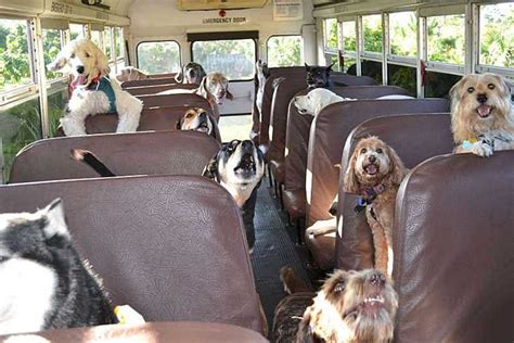 Totally Dog Day Camps Fun Doggie Bus® Is An Experience Like No Other