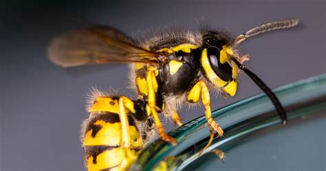 Wasp Control Extermination Proactive Pest Management