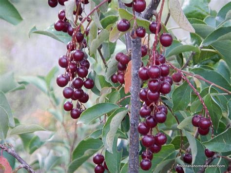 Chokecherry Identification & Foraging