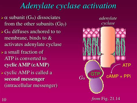 Where Is Adenylate Cyclase Located