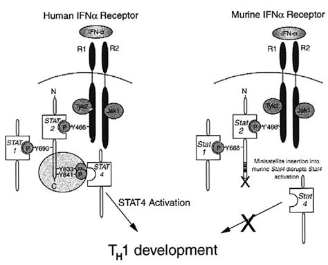 Stat4 Activation By Type I Interferon In Human And Mouse The