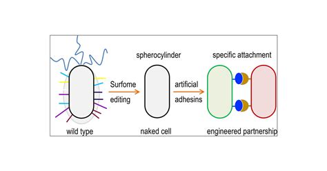 Naked Bacterium Emerging Properties Of A Surfome Streamlined