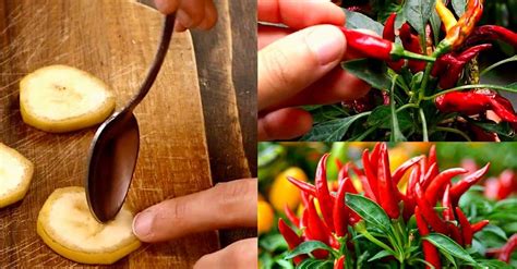 Peperoncino In Casa Come Coltivarlo Curarlo E Farlo Crescere Nel Modo