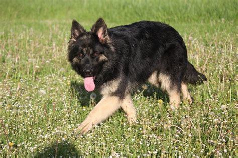 Chien Berger Allemand Poil Long Jwan De La L Gende Du Loup Noir