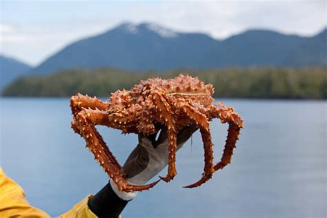 Alaskan King Crab Pictures, Images and Stock Photos - iStock