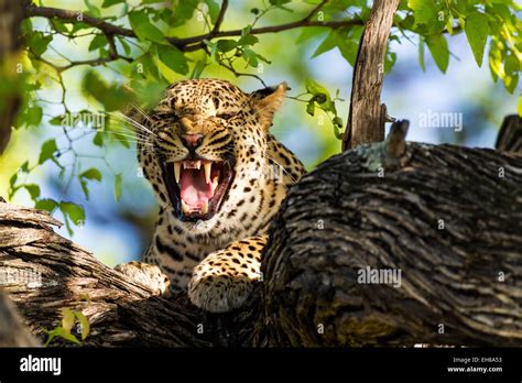 A leopard snarling at the camera Stock Photo - Alamy