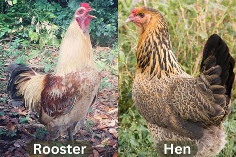 How to Tell Roosters from Hens: 10 Breeds Example