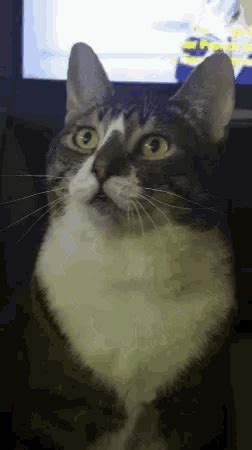 Cat Stare GIF - Cat Stare - Discover & Share GIFs